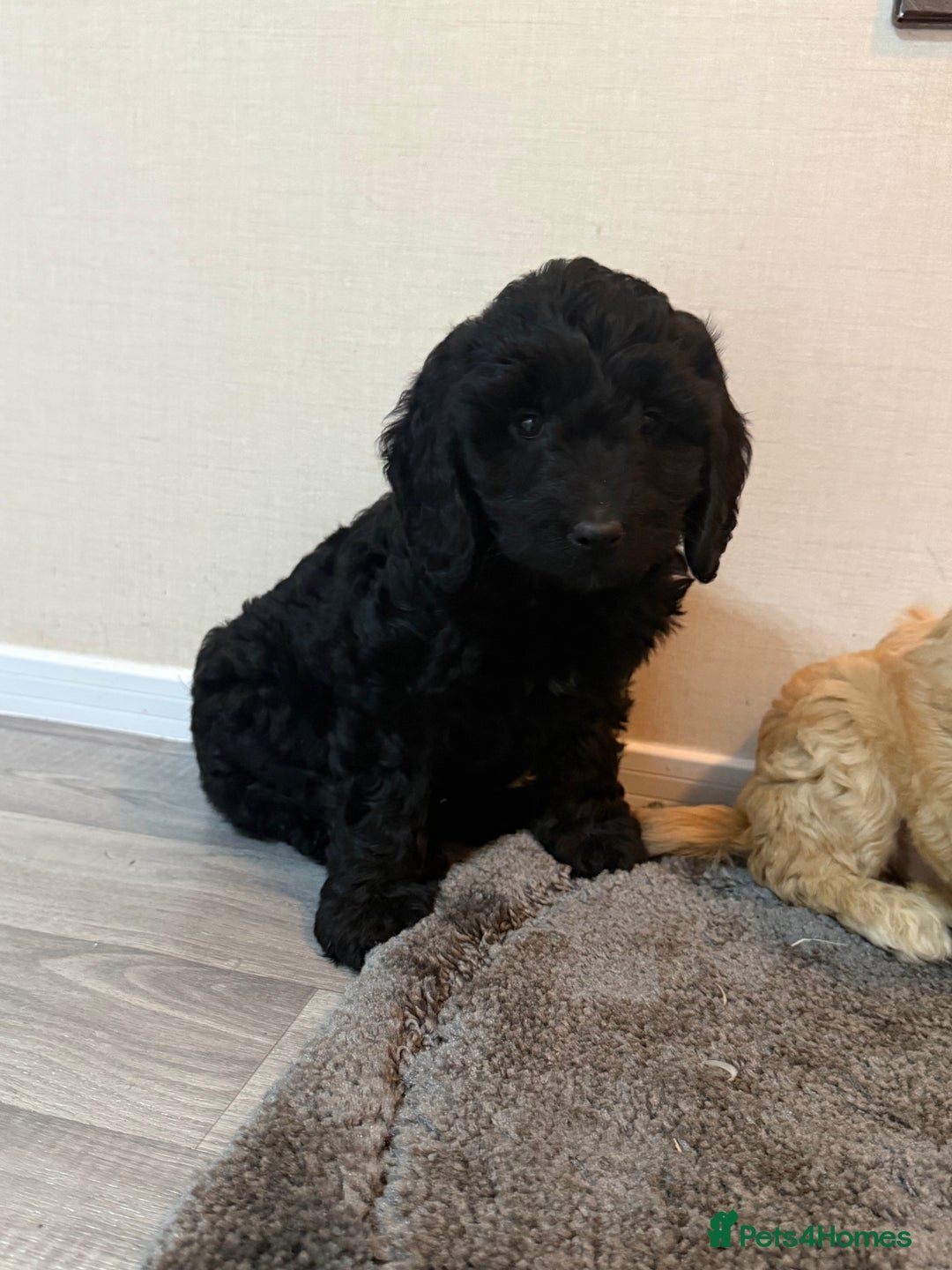 Cockapoo dogs for sale: Cockapoo puppies - Advert 25