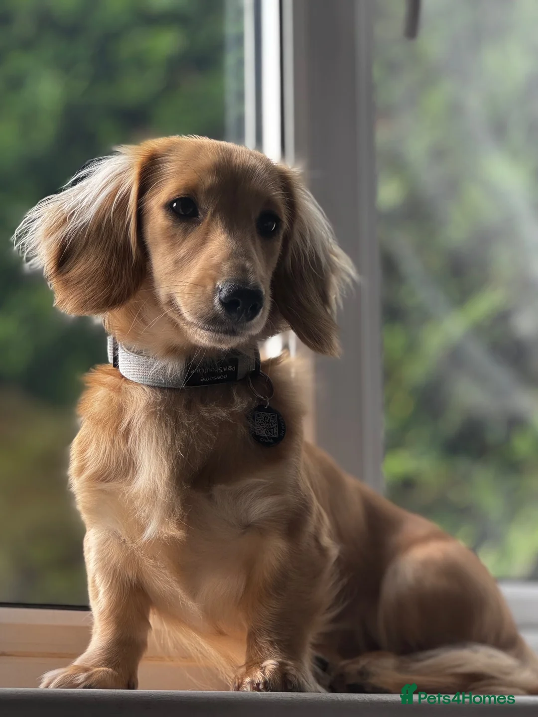 Miniature Dachshund dogs for sale: Ready to leave late December! 💓 in Bordon - Advert 1