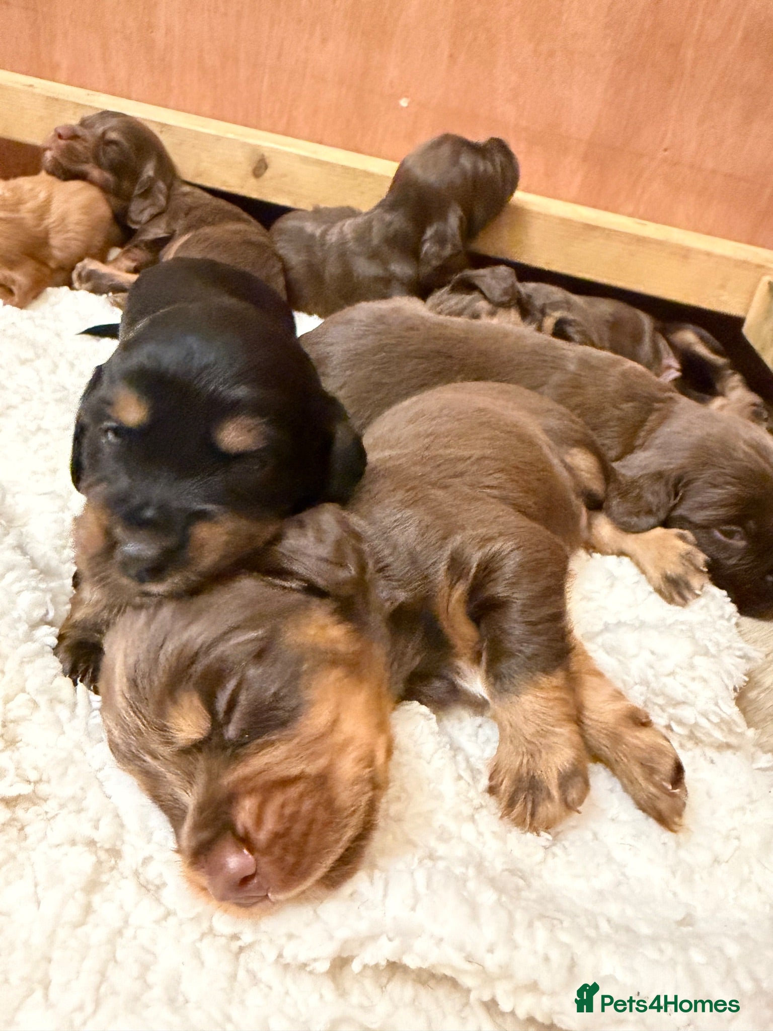 Cocker Spaniel dogs Stunning pedigree working cocker spaniel puppies  - Advert 2