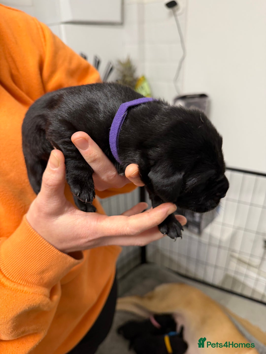 Labrador Retriever dogs for sale: Chunky Black Labrador Puppies! - Advert 8