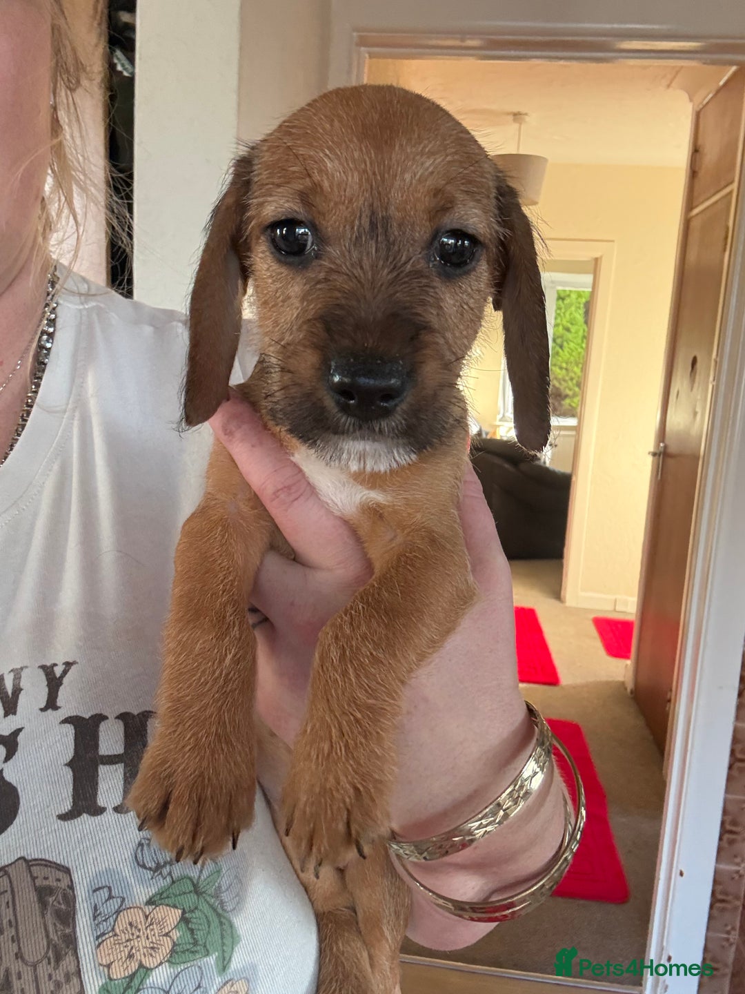 Mixed Breed dogs for sale: 🐾❤️ dachshund x Jack Russell puppies ❤️🐾 - Advert 2