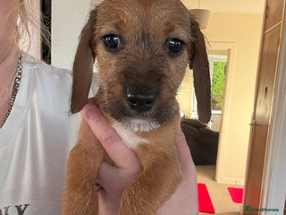 Mixed Breed dogs 🐾❤️ dachshund x Jack Russell puppies ❤️🐾 - Advert 2