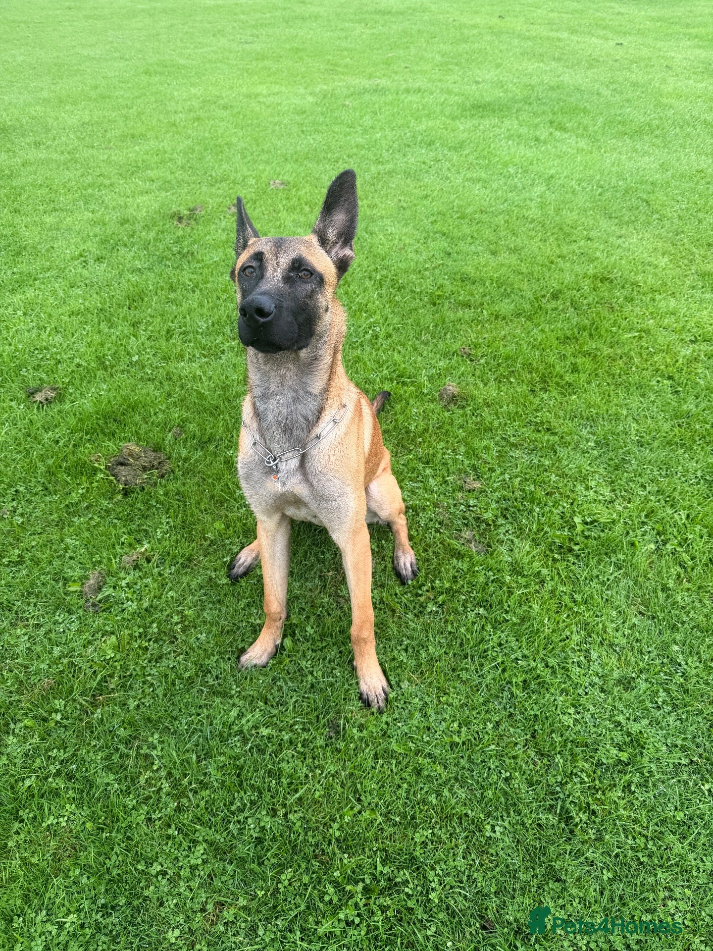 Belgian Shepherd Dog dogs Enzo- Mali - Advert 1