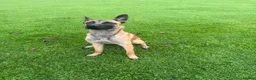 Belgian Shepherd Dog dogs for sale: Enzo- Mali - Advert 1