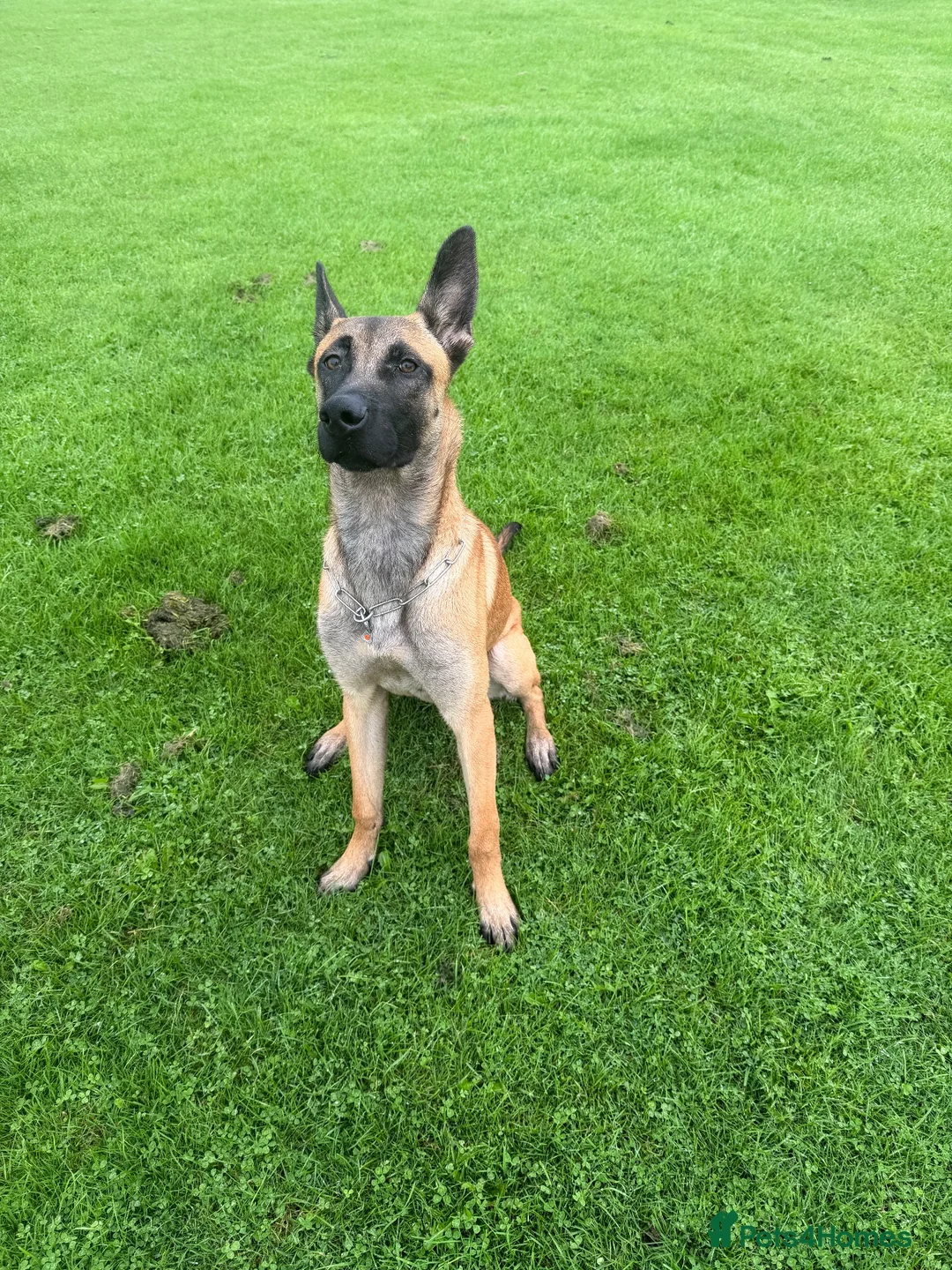 Belgian Shepherd Dog dogs for sale: Enzo- Mali - Advert 1