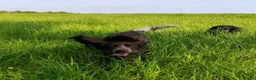 Cocker Spaniel dogs for sale: Working Cocker Spaniel - Chocolate, Roans, Golden - Advert 4