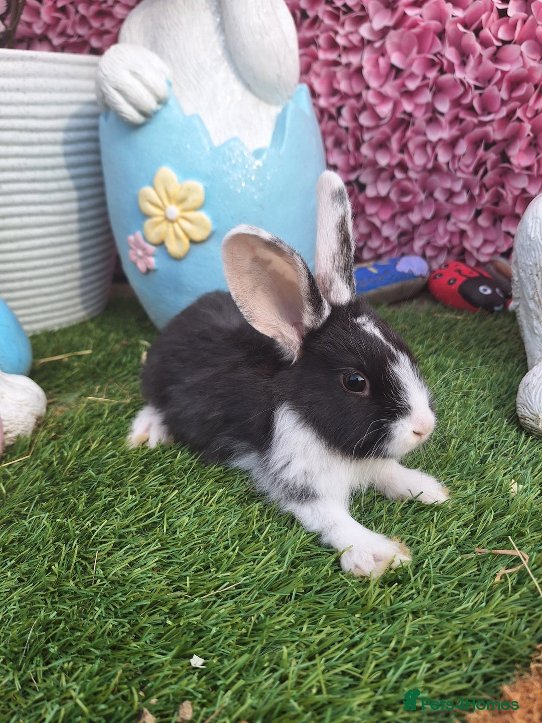 New Zealand rabbits for sale: New Zeland Baby Rabbits  - Image 4