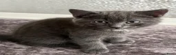 Mixed Breed cats for sale: Grey British Short Hair x British Long hair Kitten - Advert 15