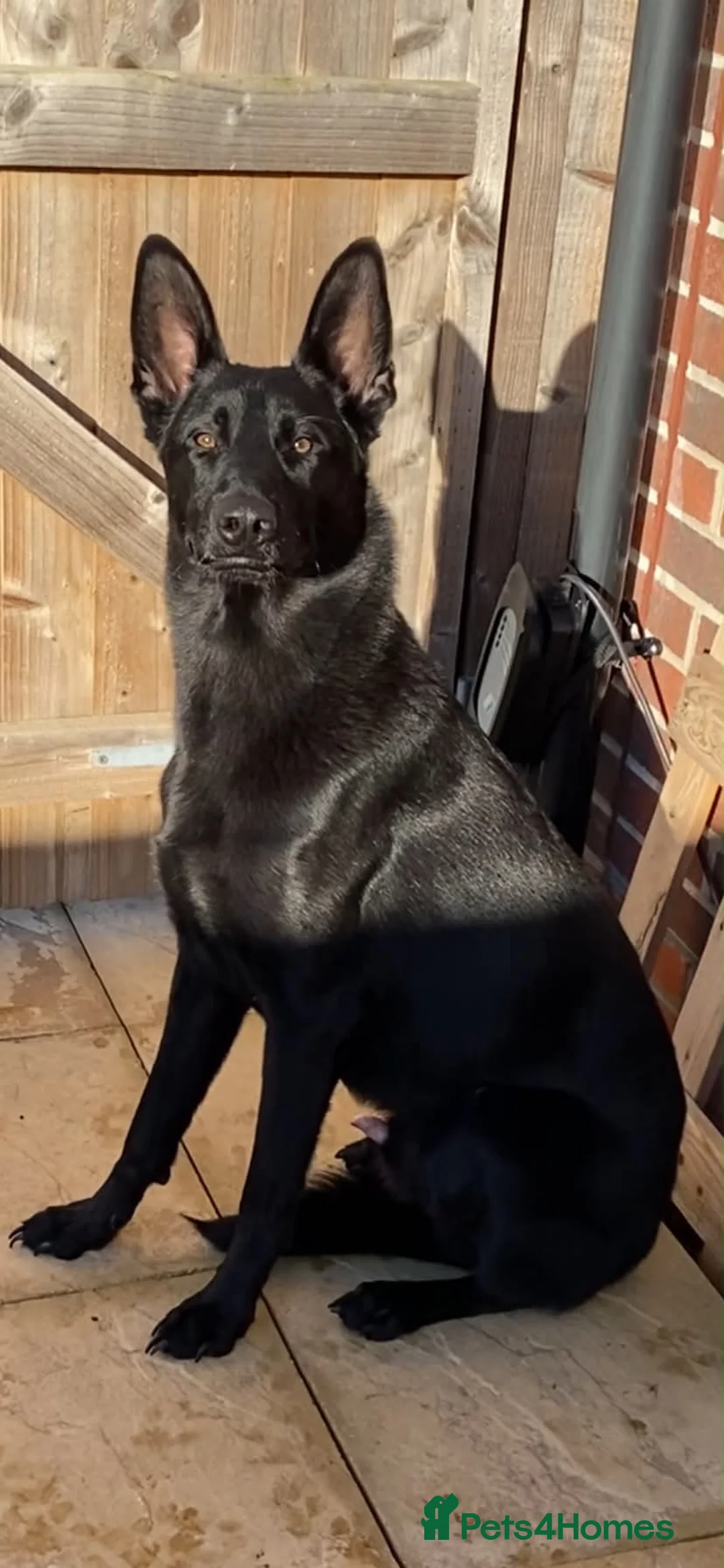 Mixed Breed dogs for sale: Mixed pup READY NOW - Advert 2