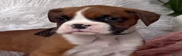 Boxer dogs for sale: Beautiful boxer puppies  - Advert 16