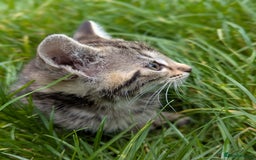 European cats for sale: Beautiful, friendly and playful kittens - Image 17