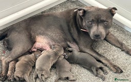 Staffordshire Bull Terrier dogs for sale: KC reg blue staffordshire bull terrier - Image 4