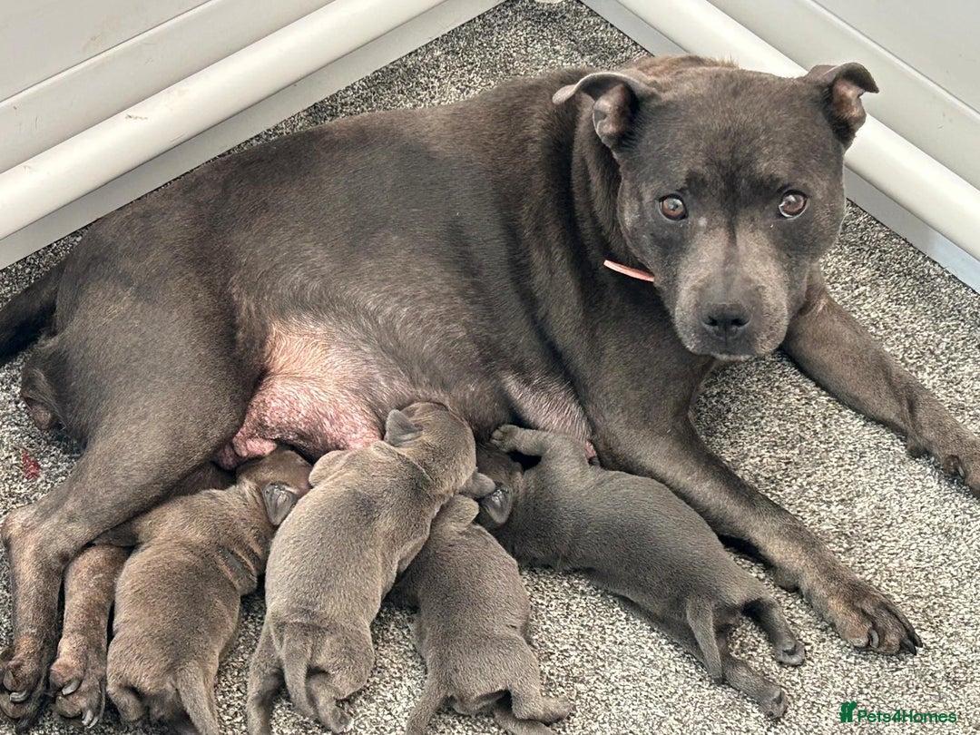 Staffordshire Bull Terrier dogs for sale: KC reg blue staffordshire bull terrier - Image 4