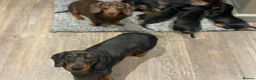 Miniature Dachshund dogs for stud: Kc reg silver dapple miniature dachshund  - Advert 3
