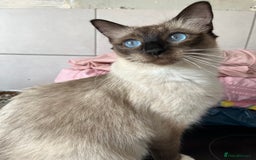 Ragdoll cats for sale: Ragdoll Kittens - Image 10