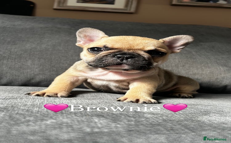 French Bulldog dogs - Advert 2