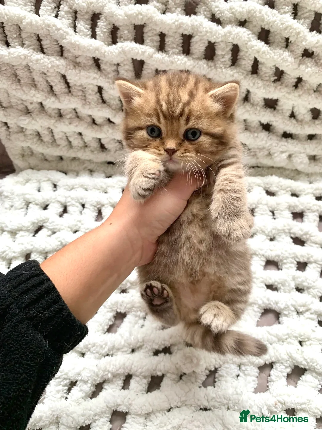 British Shorthair cats for sale: Pedigree tabby British shorthair lilac chocolate  - Advert 2