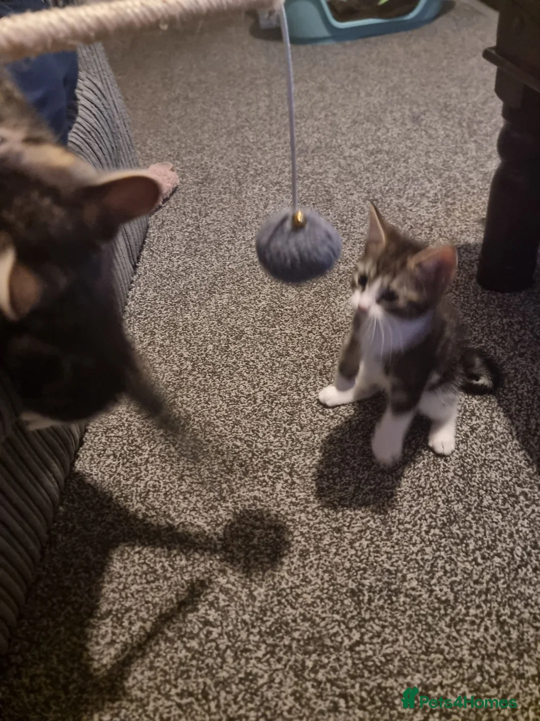 Mixed Breed cats for sale: Mixed breed male kitten in Preston - Advert 2