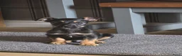 Mixed Breed dogs for sale: Jack Russell Cross  in Bradford - Advert 3