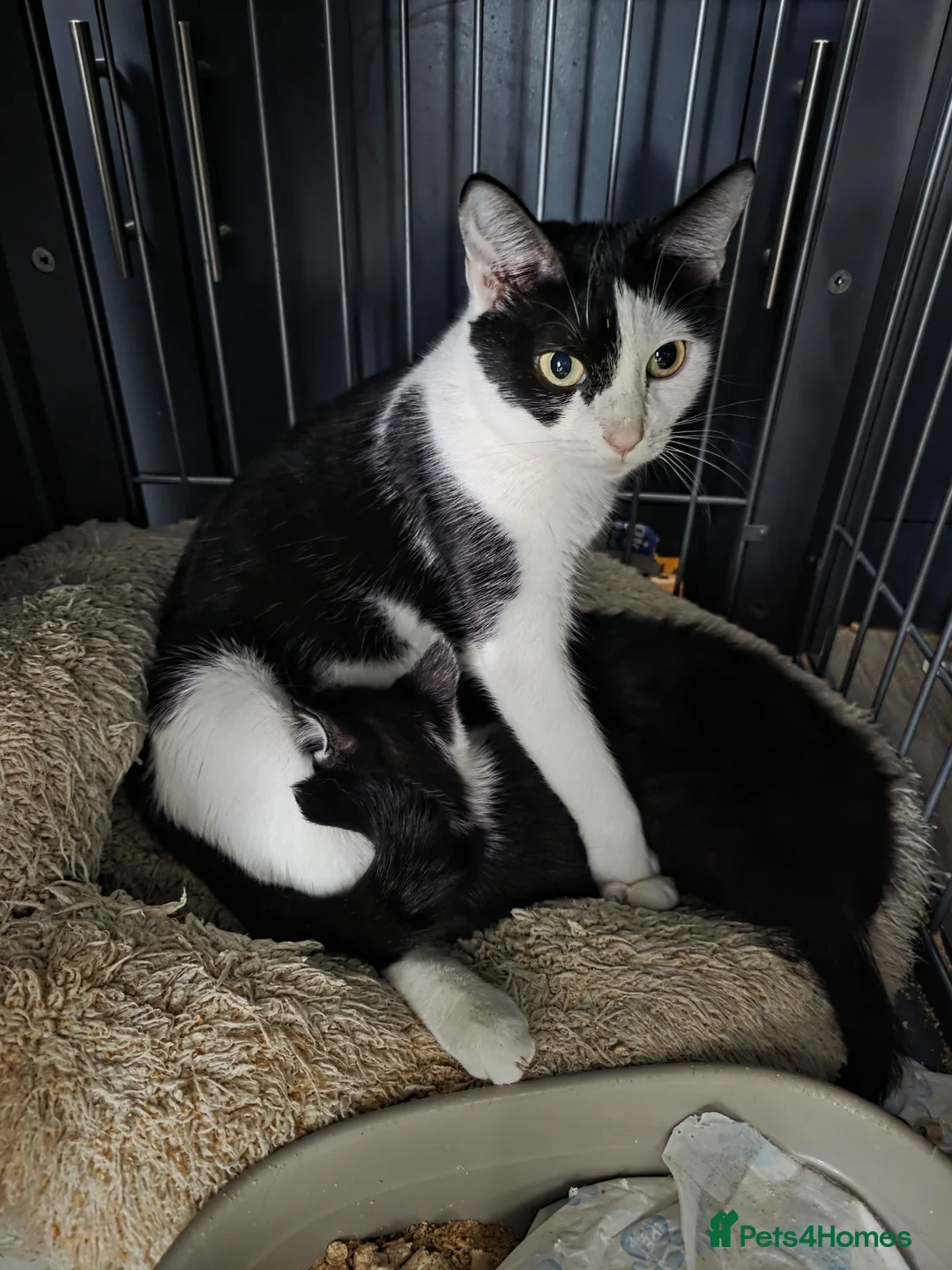 Mixed Breed cats for sale: 3 cross BSH kittens 2 female 1 male ready now - Advert 4