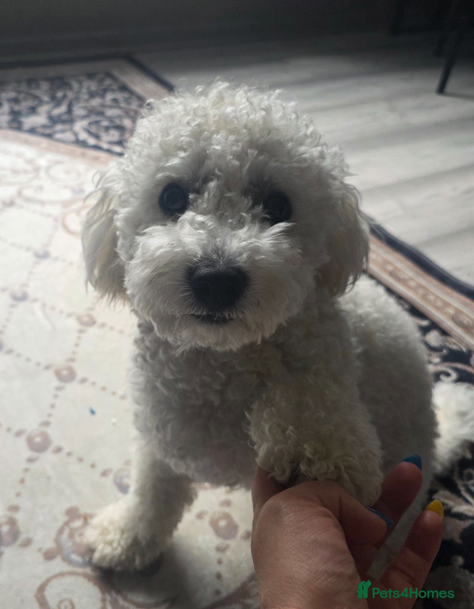 Bichon Frise dogs for sale: Teddy in Sheffield - Advert 1