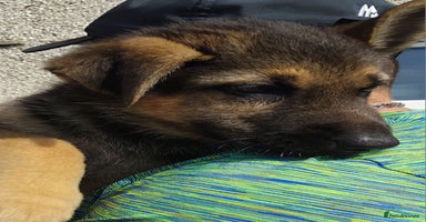 German Shepherd dogs - Advert 3
