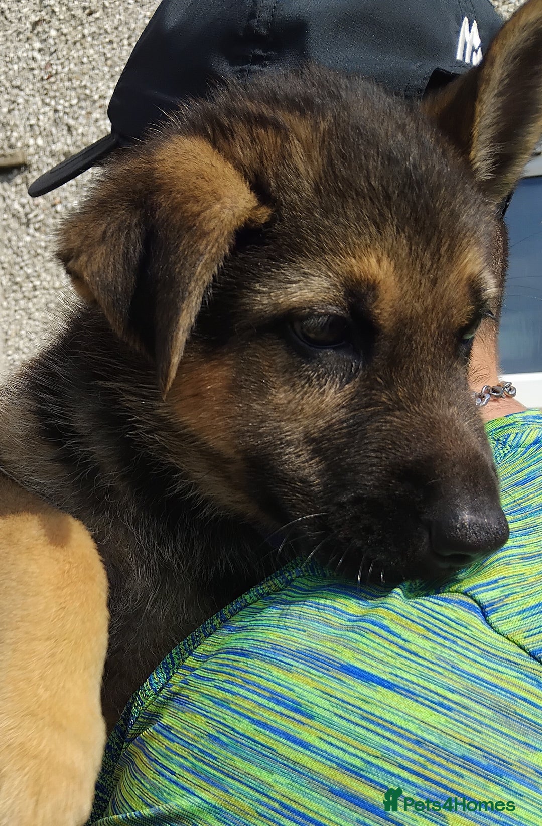 German Shepherd dogs for sale: 7 Beautiful German shepherd puppies 🐶 💜 🩵  - Image 3