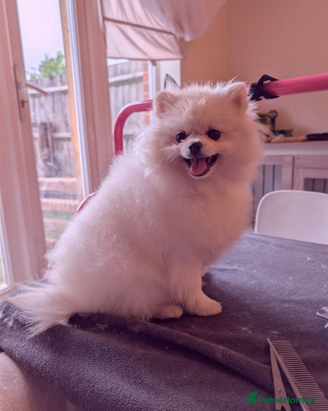 Pomeranian dogs Last little girl pomeranian puppy  - Advert 13