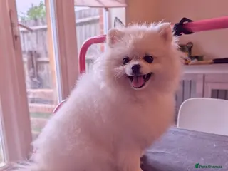 Pomeranian dogs Last little girl pomeranian puppy - Advert 6