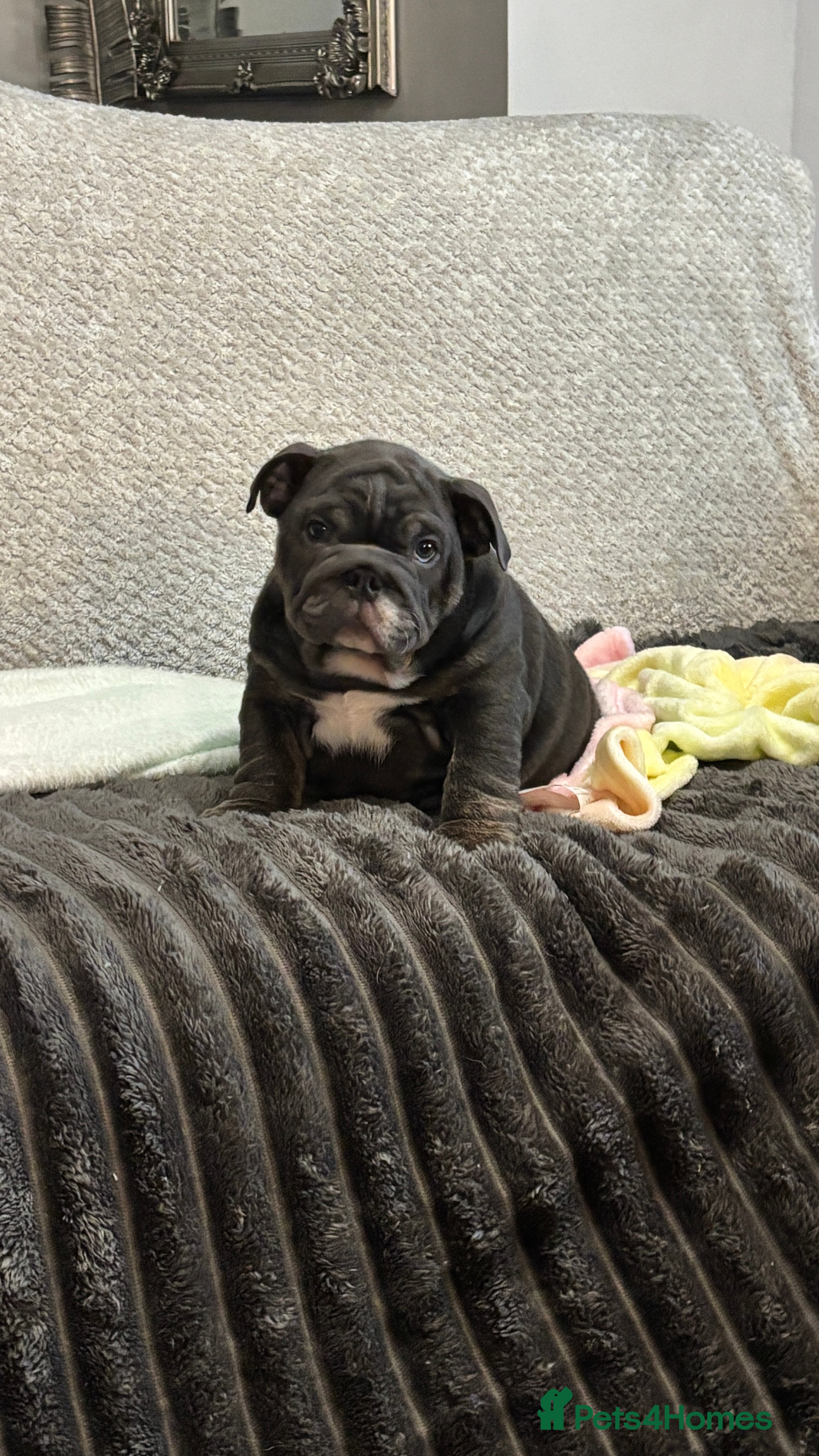 English Bulldog dogs Amazing quality British bulldog pups  - Advert 3