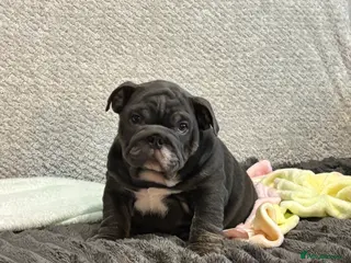 English Bulldog dogs Amazing quality British bulldog pups - Advert 5