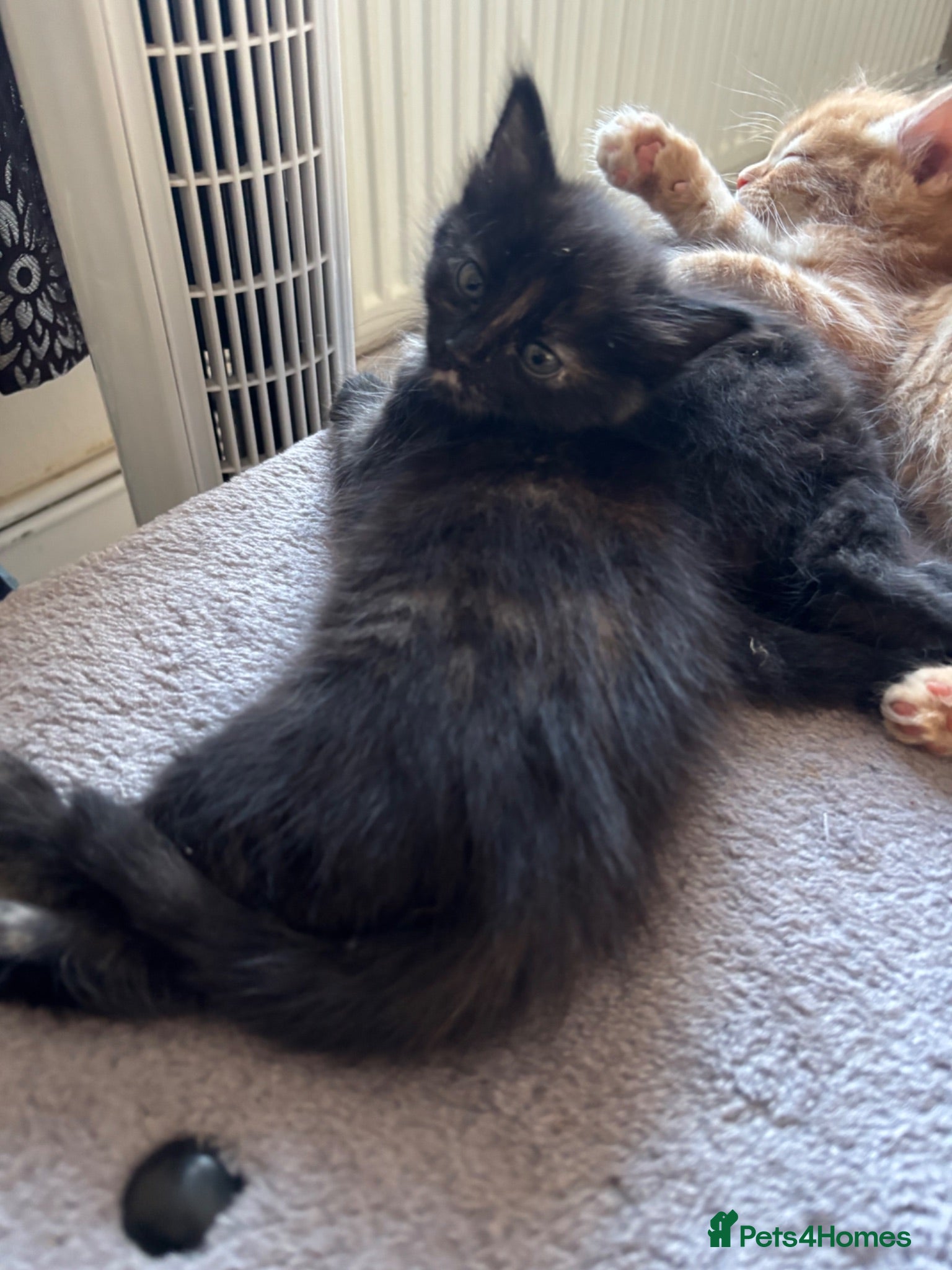Mixed Breed cats 4 Kittens 3 girls left (ginger boy reserved) - Advert 3