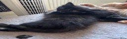 Mixed Breed cats for sale: 4 beautiful kittens 1 ginger boy 3 girls  in Burton-on-Trent - Advert 2