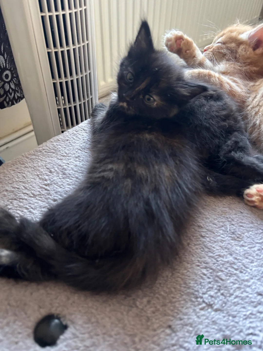 Mixed Breed cats for sale: 4 beautiful kittens 1 ginger boy 3 girls  in Burton-on-Trent - Advert 2