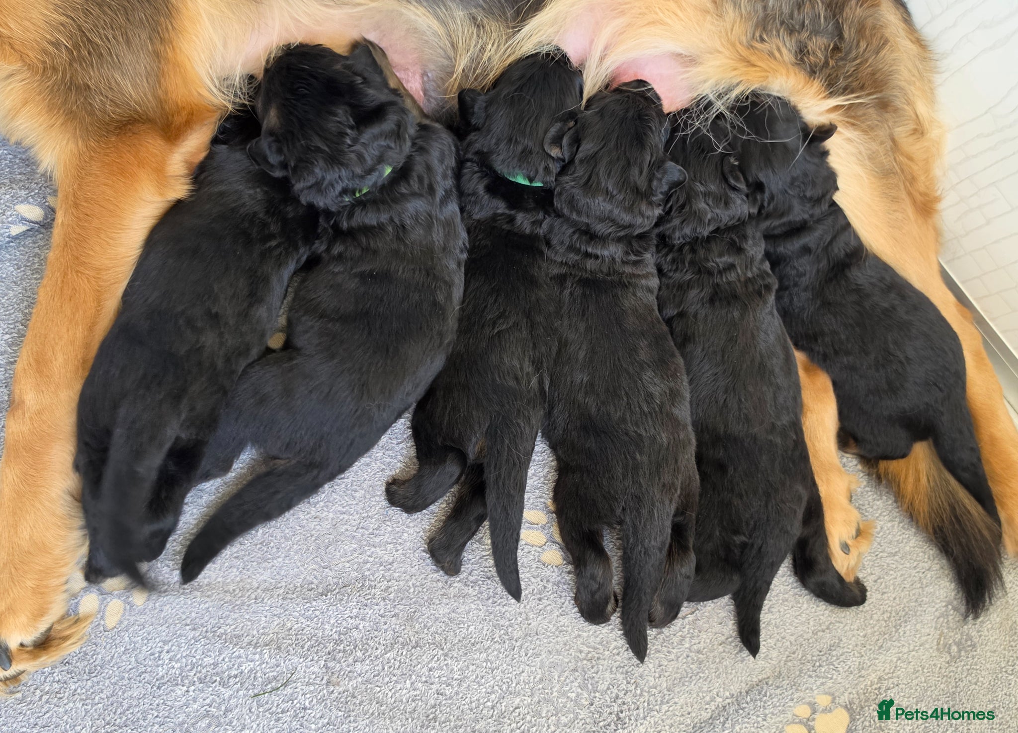 German Shepherd dogs 3 healthy straight back KC registered GSP's  - Advert 2