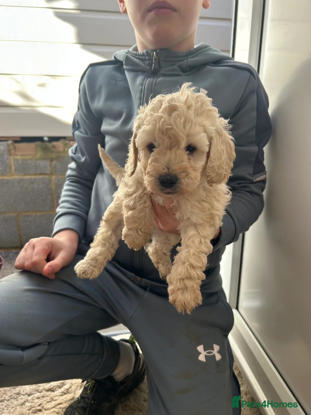 Cockapoo dogs for sale: F1b cockapoo  - Advert 4