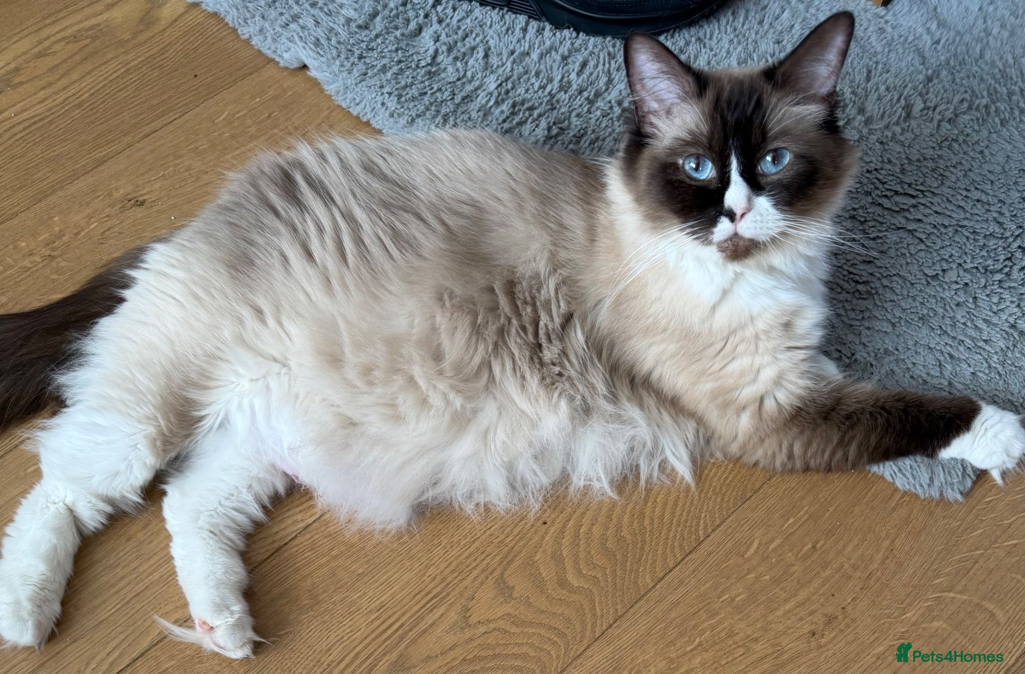 Ragdoll cats Beautiful ragdoll kittens ready now!! - Advert 1
