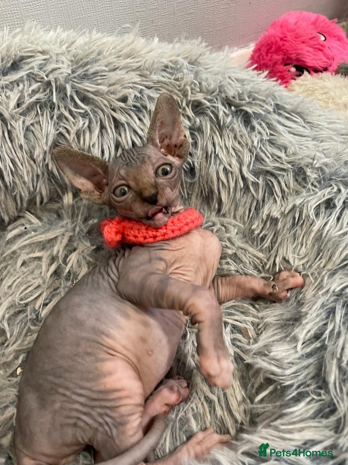 Sphynx cats Last 3 - Ready Now - Rare Sphynx Cross Kittens  - Advert 5