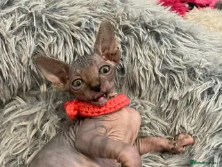 Sphynx cats Last 3 - Ready Now - Rare Sphynx Cross Kittens - Advert 5