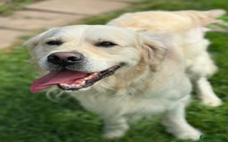 Goldendoodle dogs for sale: 💛F1 Castlecorrie Goldendoodle💛 - Advert 16