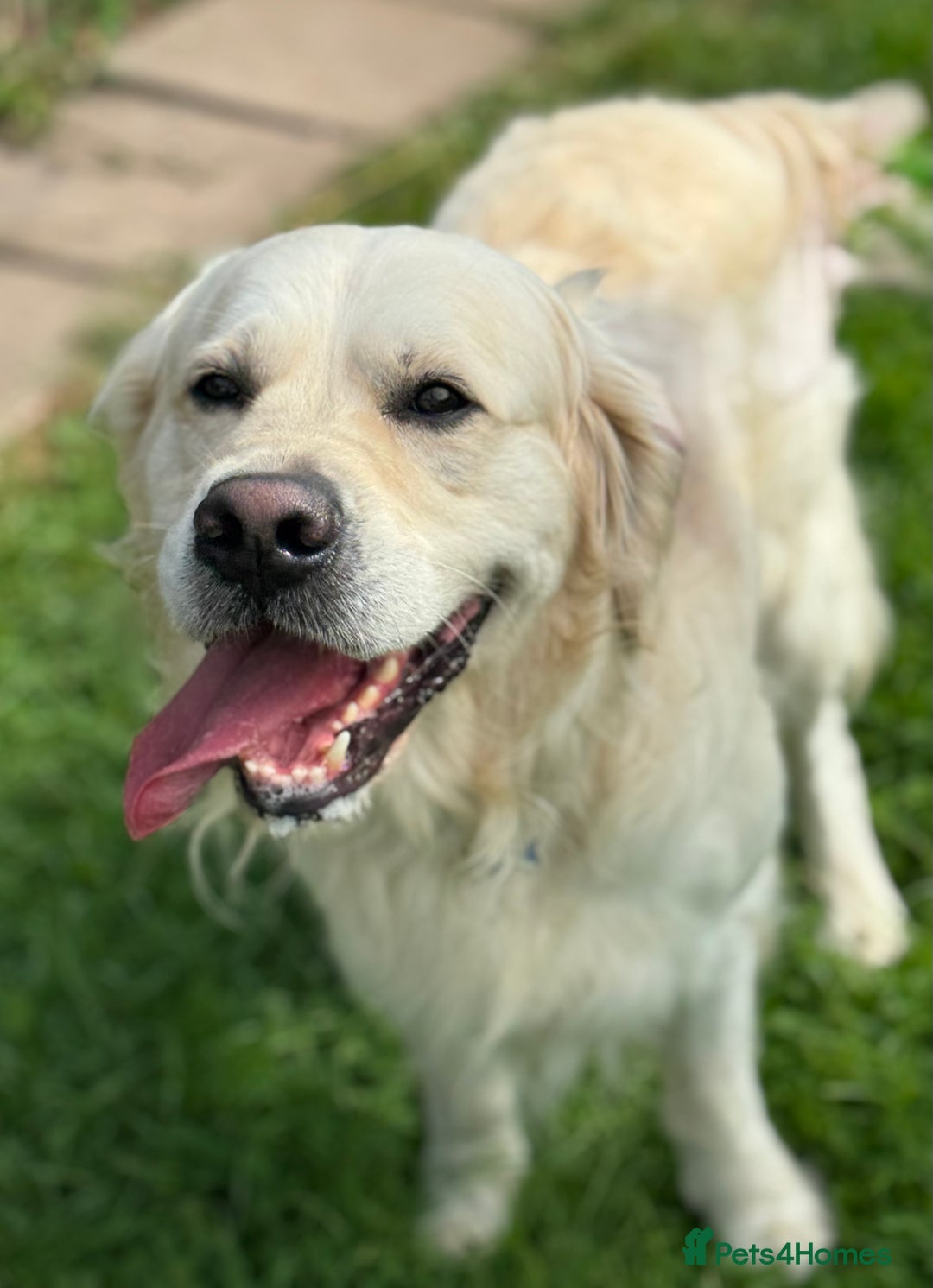 Goldendoodle dogs for sale: 💛F1 Castlecorrie Goldendoodle💛 - Advert 16