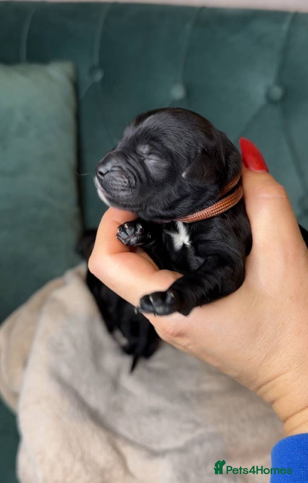 Goldendoodle dogs for sale: F1 Goldendoodle black Puppies - Image 12