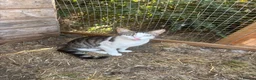 Mixed Breed cats for sale: Norman looking for loving home  - Advert 3