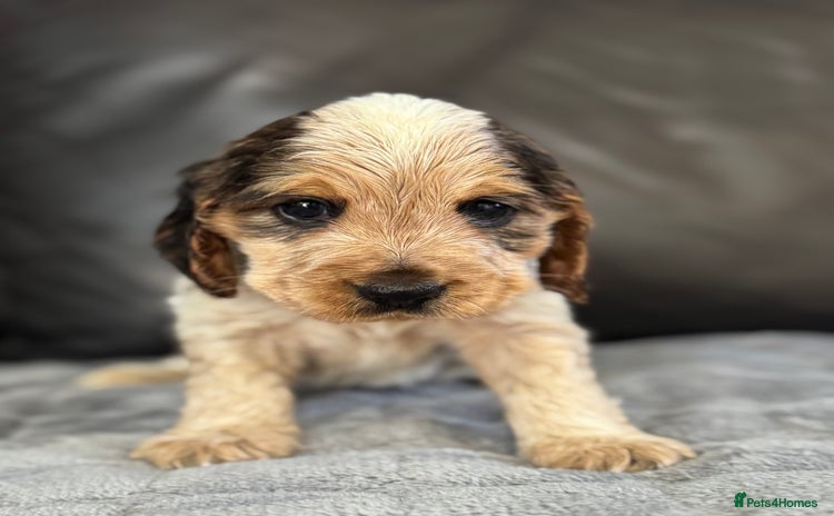 Cocker Spaniel dogs - Advert 6