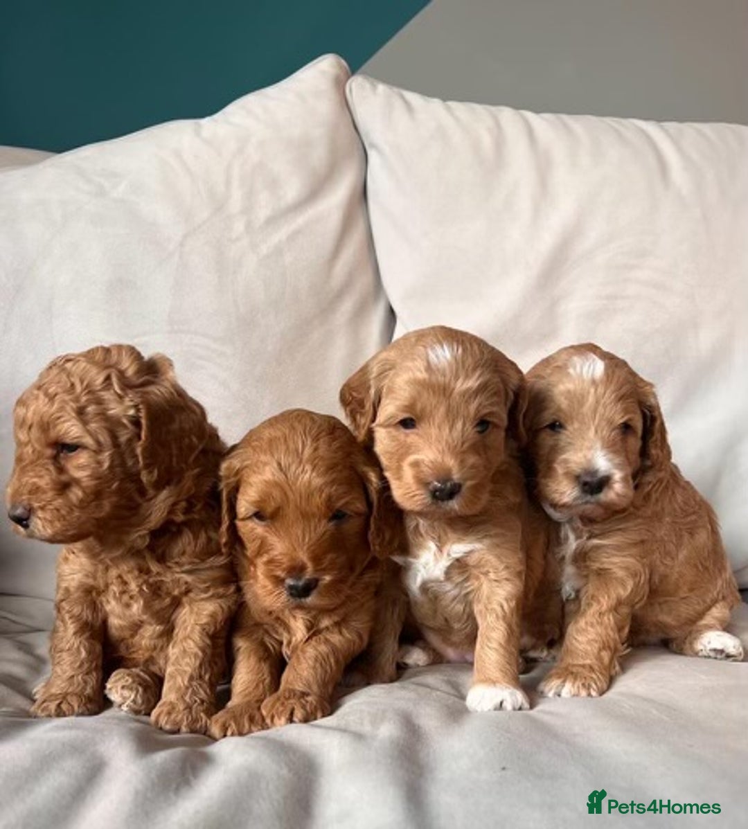 Poodle dogs for stud: KC Registered, health tested toy poodle stud dogs  in Exeter - Advert 6