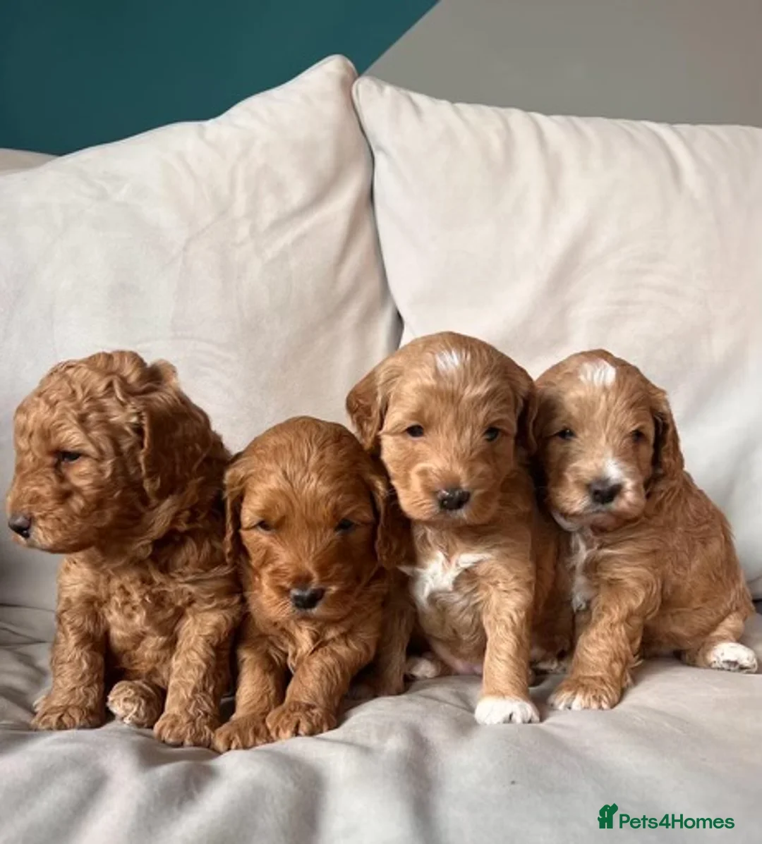 Poodle dogs for stud: KC Registered, health tested toy poodle stud dogs  in Exeter - Advert 2