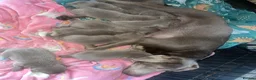 Labrador Retriever dogs for sale: Adorable KC (SILVER) labrador retriever puppies - Advert 18
