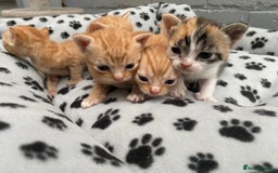 Mixed Breed cats for sale: Kittens from sale  - Image 4
