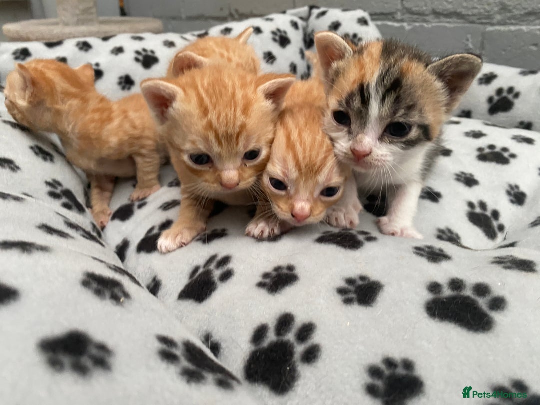 Mixed Breed cats for sale: Kittens from sale  - Image 4