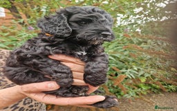 Cockapoo dogs for sale: 5 STAR FULLY DNA HEALTH TESTED F1B COCKAPOOS - Image 16